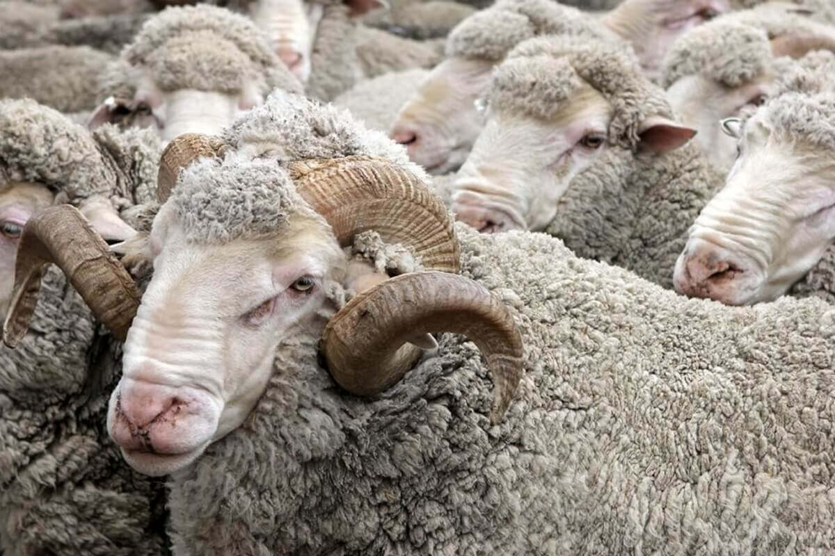 羊毛服飾的清潔與保養