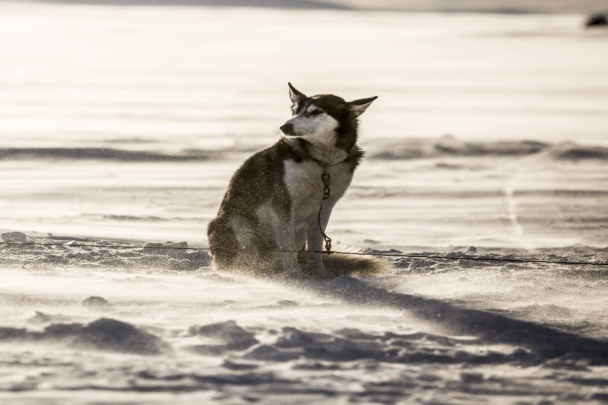 認識雪撬犬